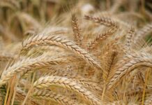 Spent Grain Flour: A sustainable ingredient transforming baking
