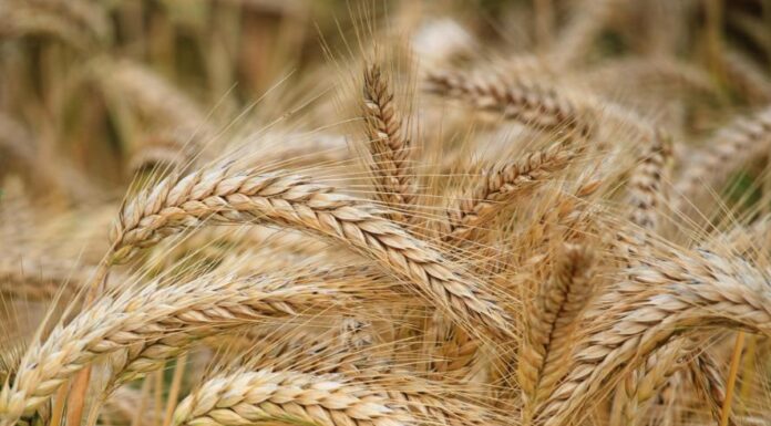 Spent Grain Flour: A sustainable ingredient transforming baking